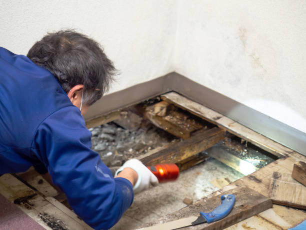 Best Bathroom Mold Remediation in Upton, WY