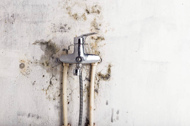 Best Mold Remediation for Specific Building Types in Upton, WY