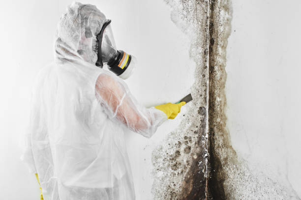 Best Crawl Space Mold Remediation in Upton, WY