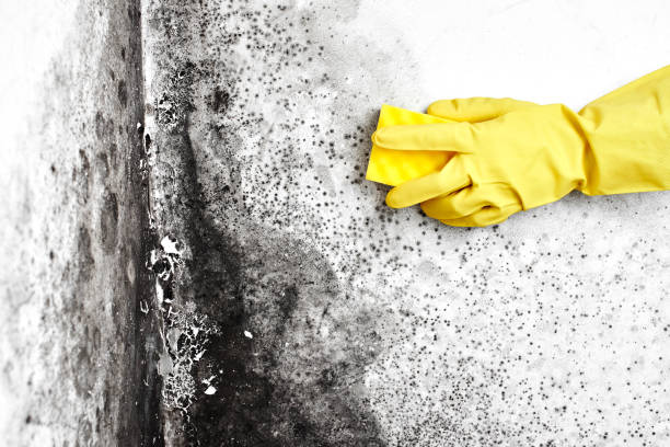 Best Industrial Mold Remediation in Upton, WY