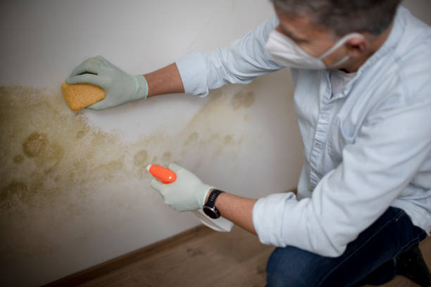 Professional Mold Remediation in Upton, WY