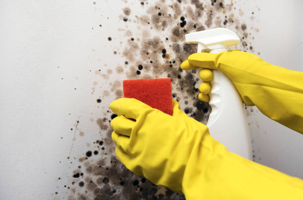 Best HVAC Mold Remediation in Upton, WY