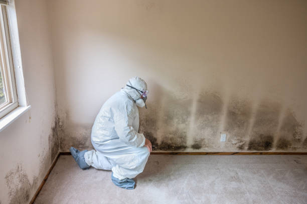 Best Insurance-Related Mold Remediation in Upton, WY