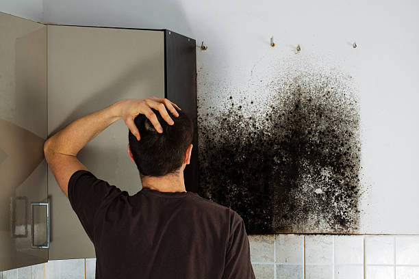 Best Kitchen Mold Remediation in Upton, WY