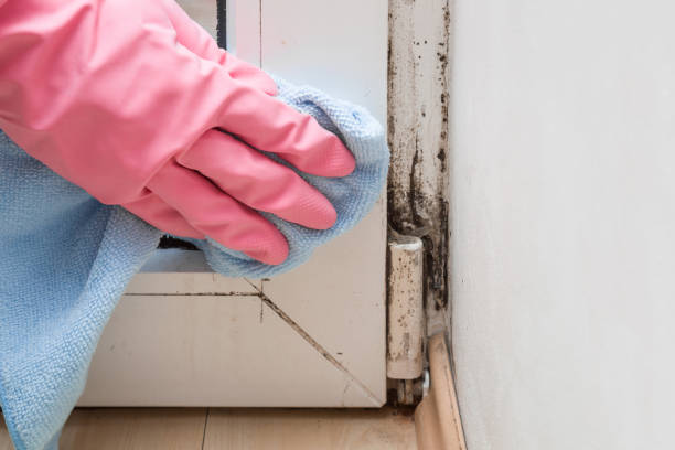 Best Mold Testing and Inspection Services in Upton, WY