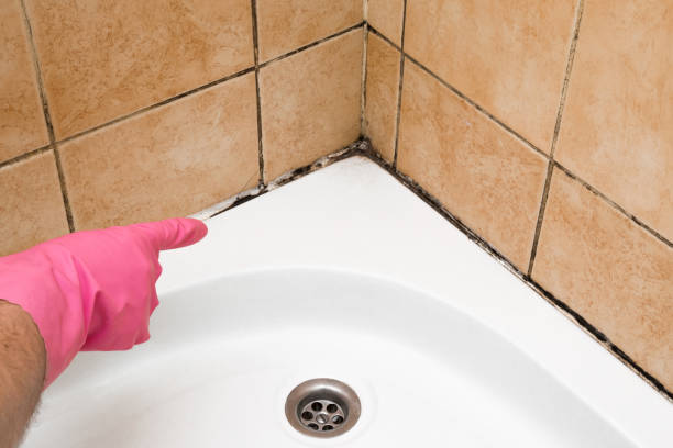 Best Health and Safety Mold Remediation in Upton, WY