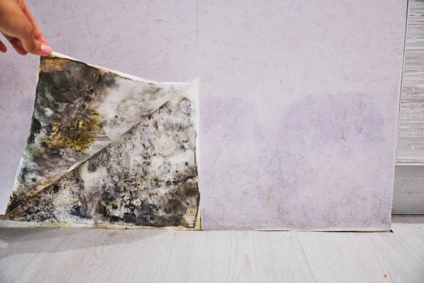 Best Residential Mold Remediation in Upton, WY